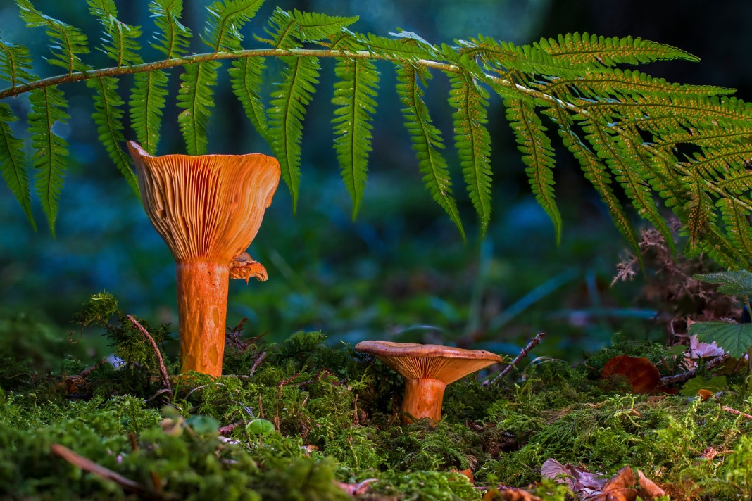 0504-mushrooms