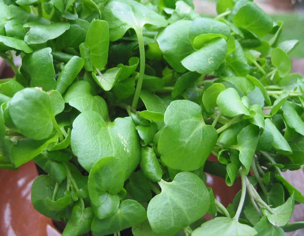 watercress