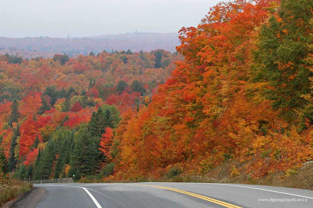 fall_L