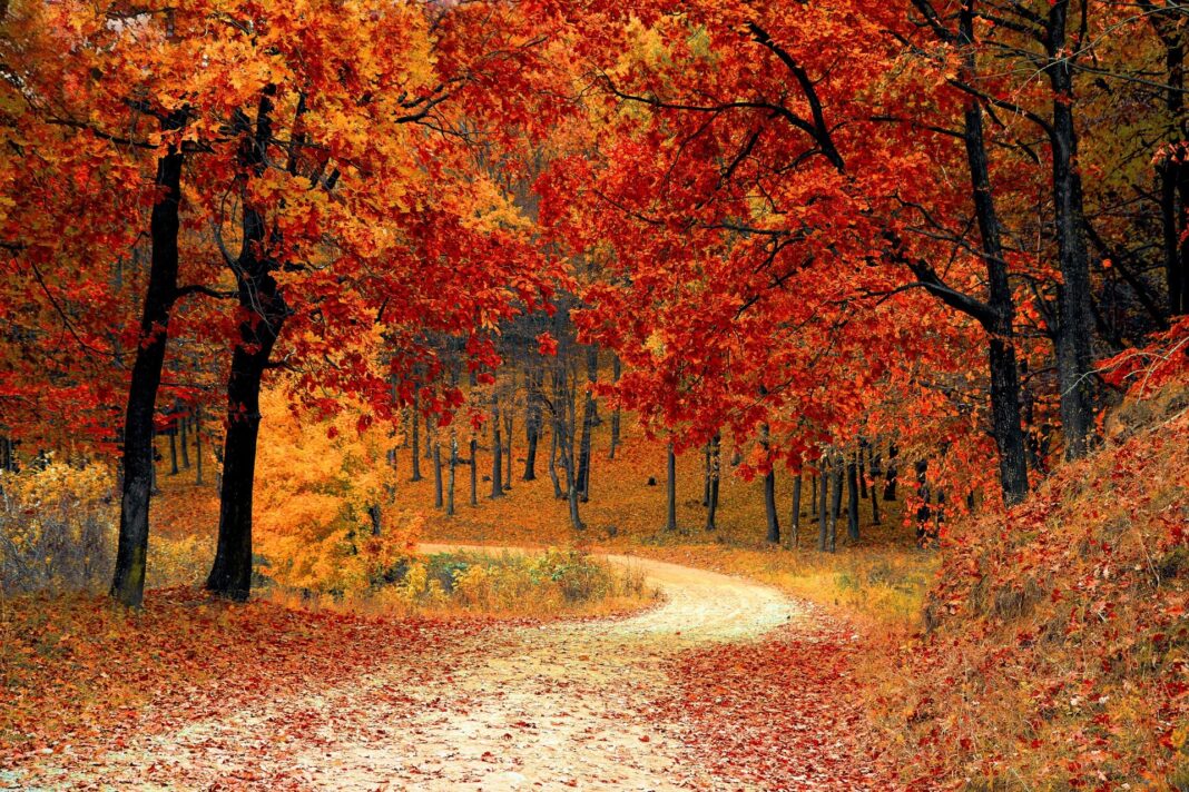 1006-Fall_Colours