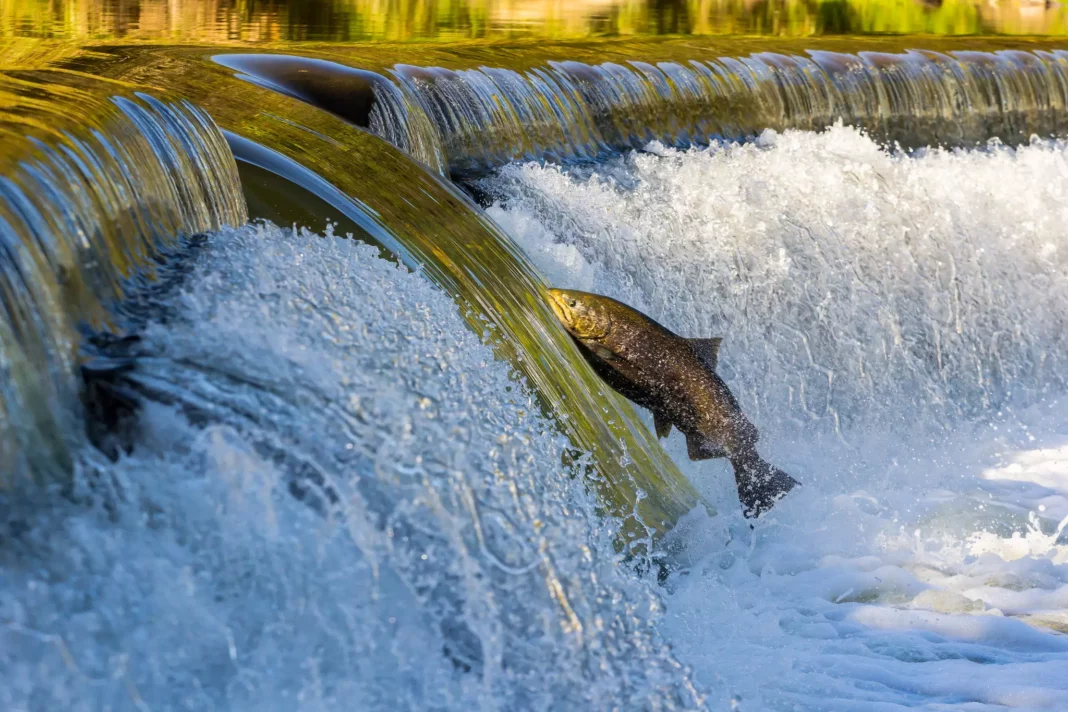 Salmon-run-toronto