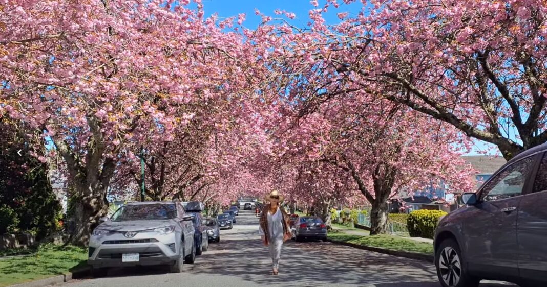 0415-Cherry-Blossoms-Vancouver1
