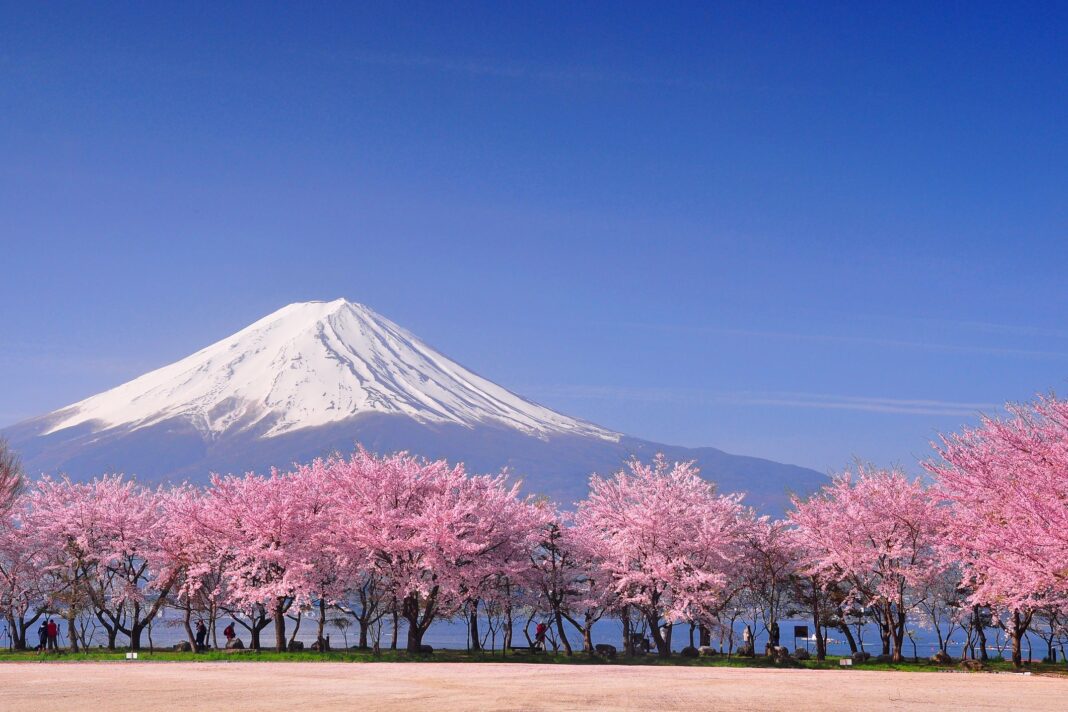 fuji-and-sakura