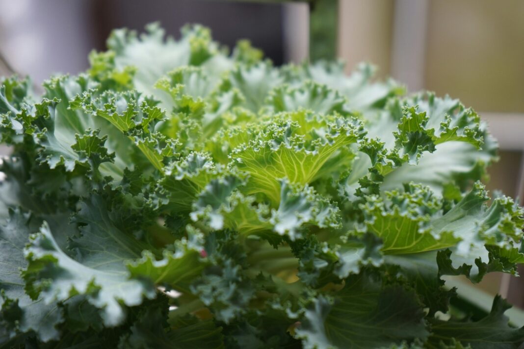 Dec5-cai-xoan