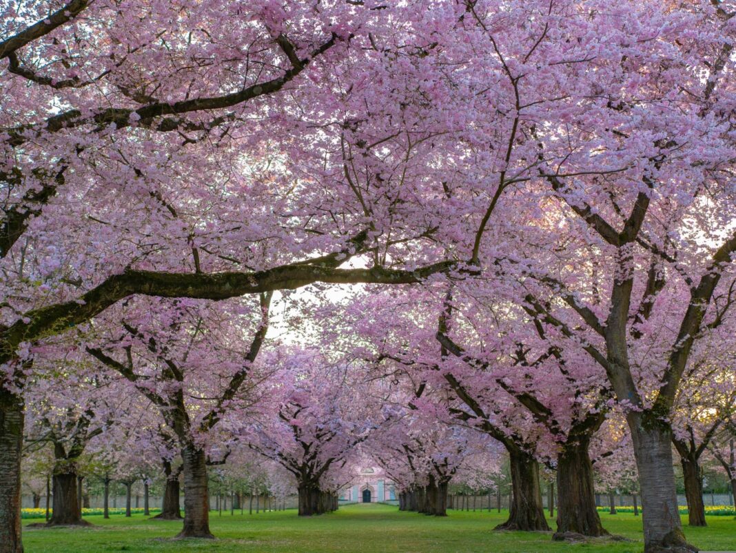 May4-CherryBlossoms-ImageByChristel-Pixabay
